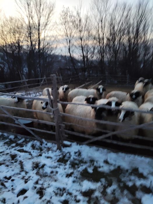 Vând oi breze și bune de lapte sisut bune de lapte