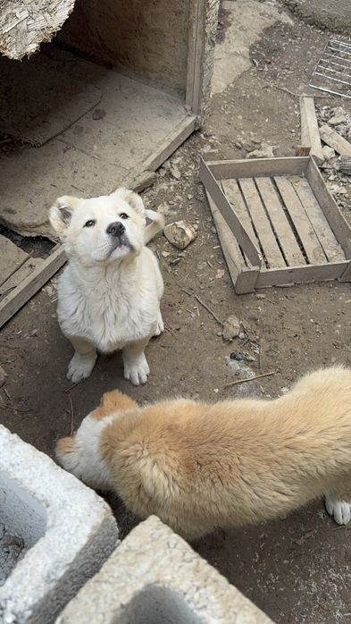 Продается алабай