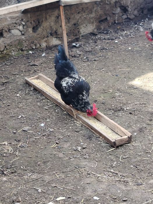 Bohorgi yosh horozlar