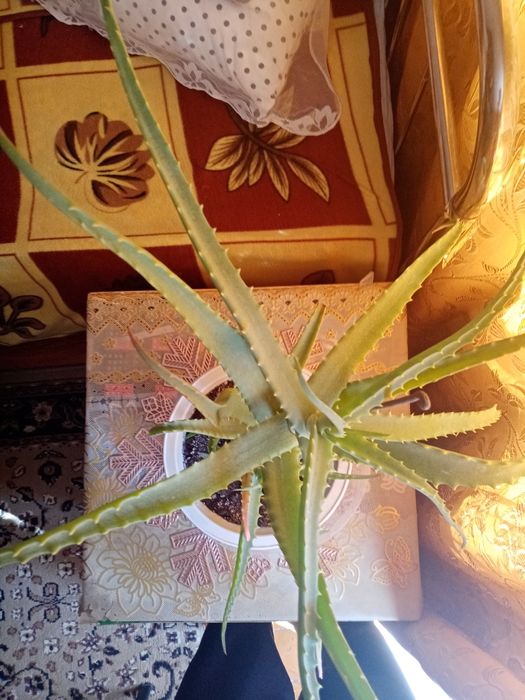 Продам Алое.          .