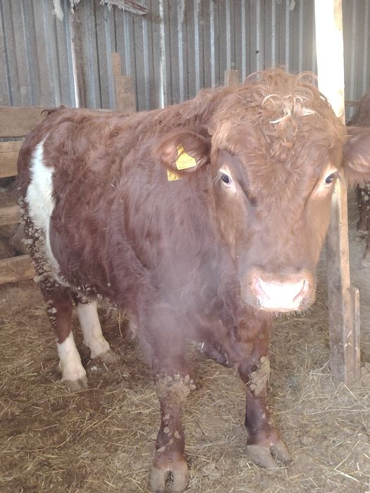 Продам быков на племя.