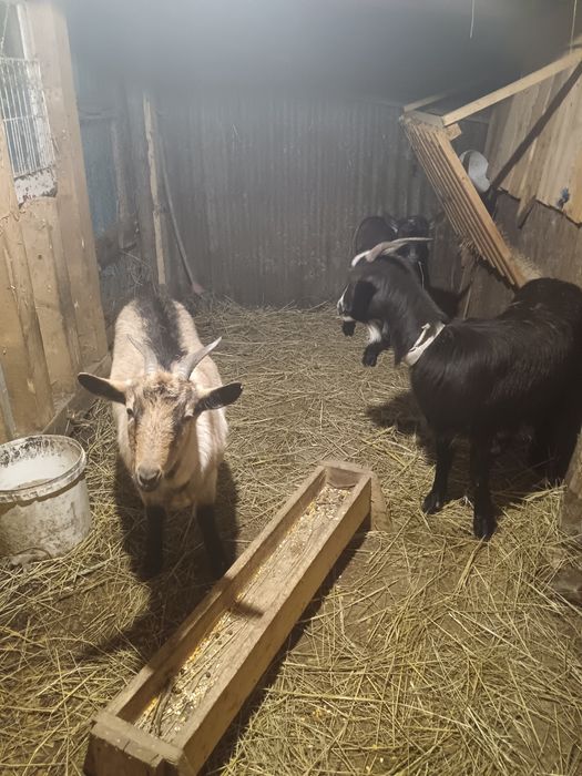 Vând 4 capre și un țap