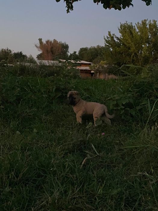 Щенки алабая 2 меячные