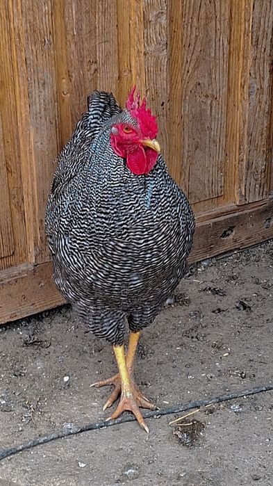 Vând oua de plymouth