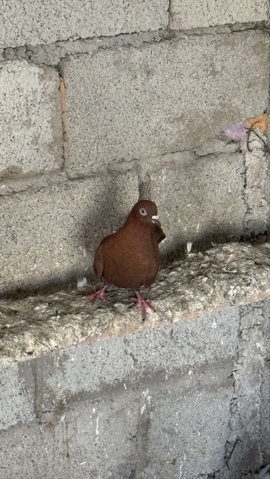 Самец красный игровый