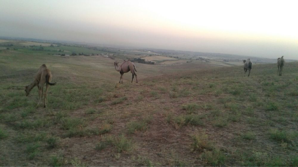 Ферма сотилади – Чорвачилик учун ажойиб жой!
