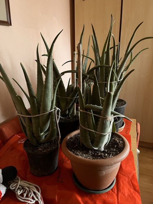 Алое вера - различни големини