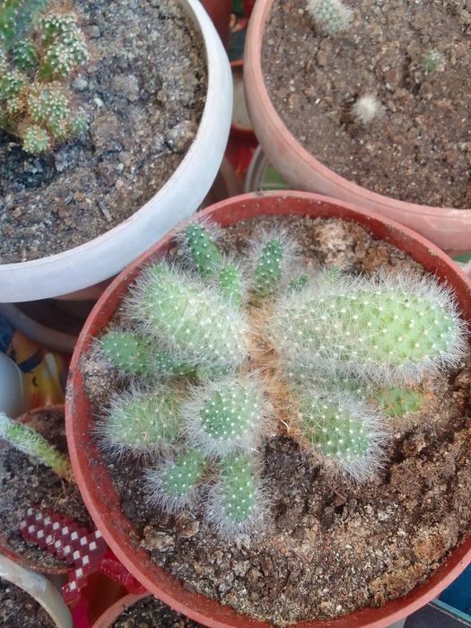 Продам Отростки кактусов