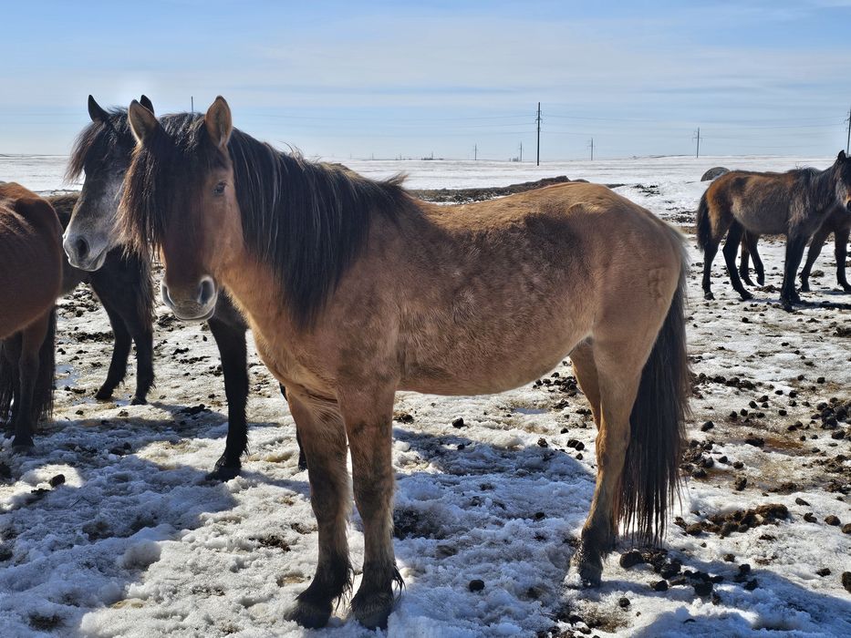 Продам жеребца айғыр
