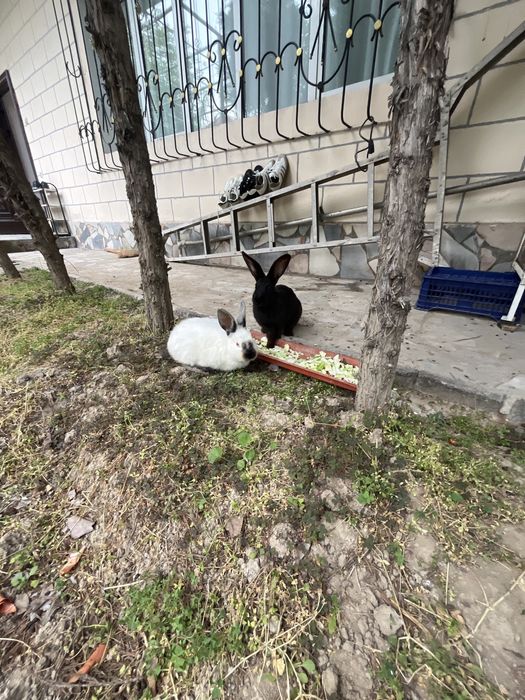 Quyon Sotiladi 1 Ogʻil 1 Qiz In alohida sotiladi