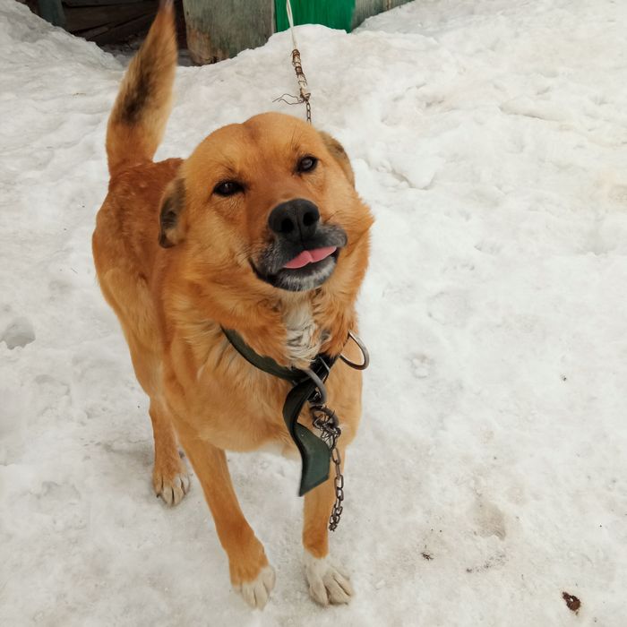 Отдам молодого кобеля. Собака бесплатно.