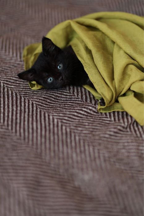 Отдадим котика в добрые руки