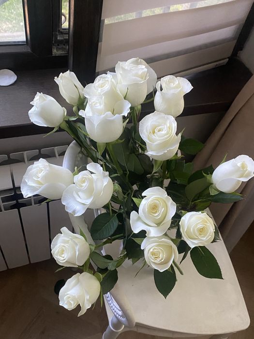 Прекрасные голандские розы