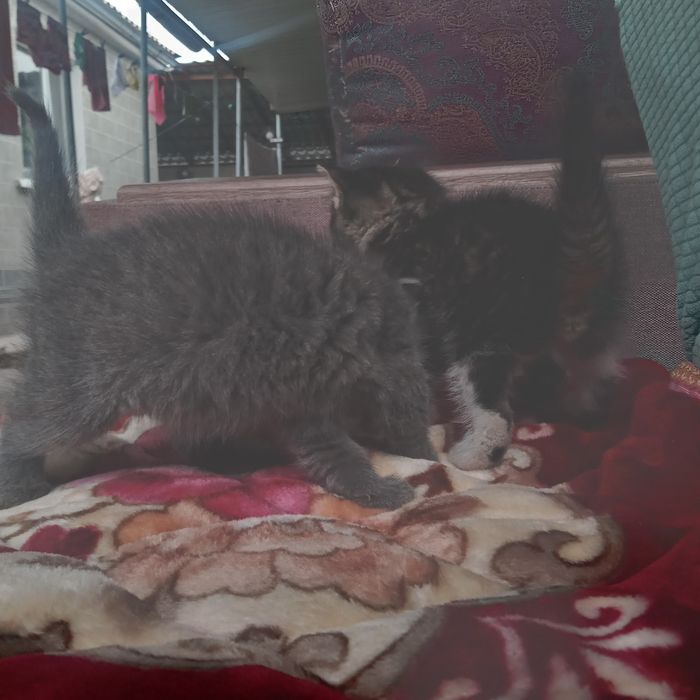 Котята бесплатно