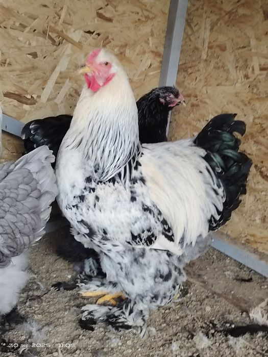 Брама молодые петухи