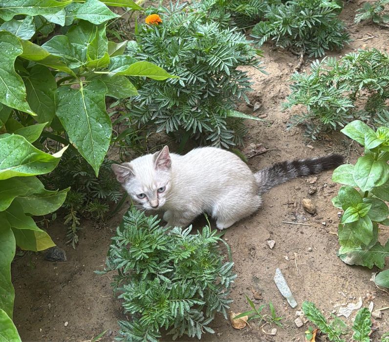 Сиамские Котята
