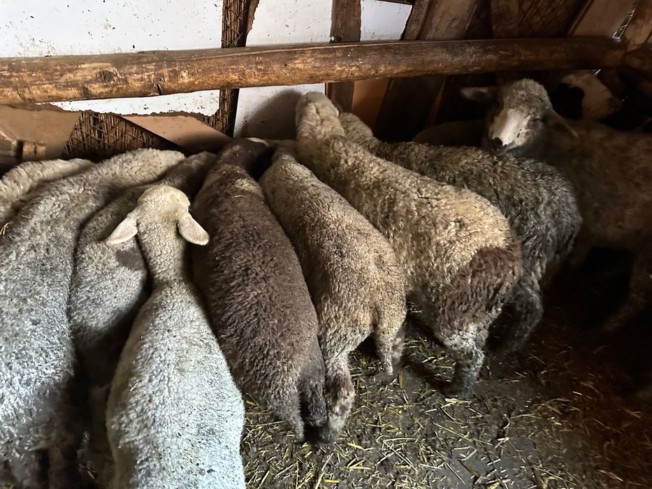 Агнета около 25 кг