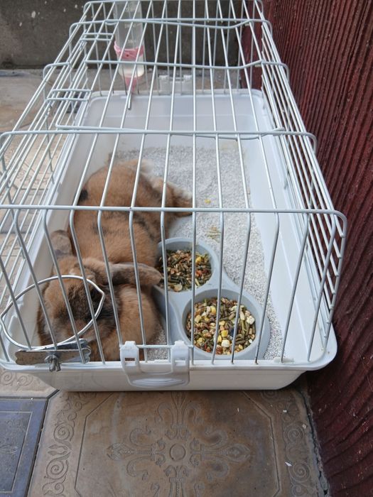 Карликовый кролик