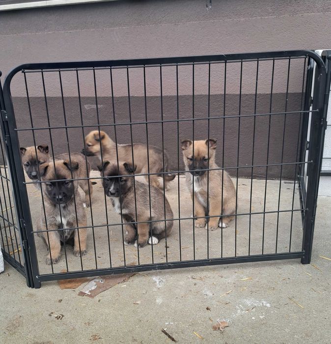 Кученца Белгийска овчарка Малиноа