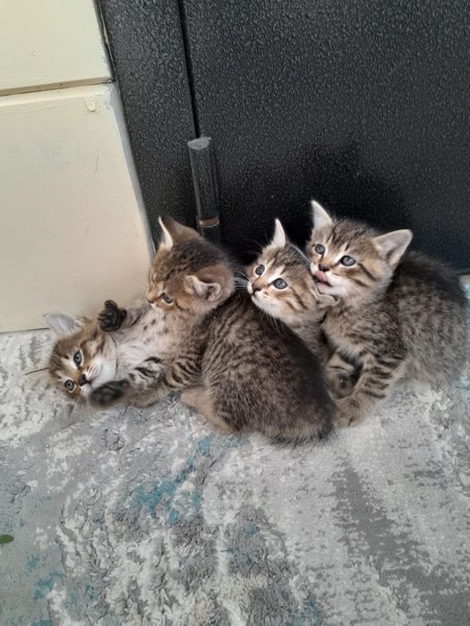 Котята отдам в хорошие руки