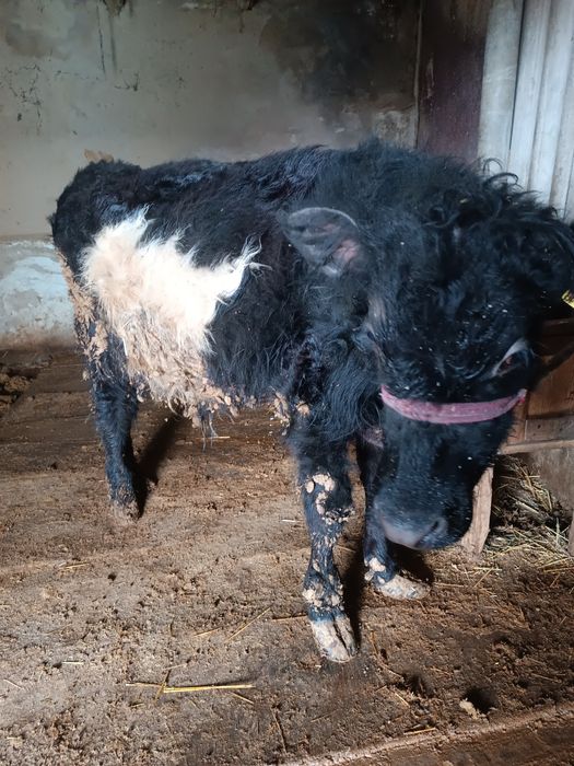 Таналар сатылады