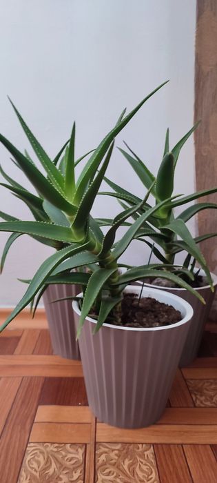 Цветы, комнатные растения.