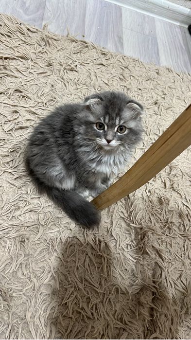 Очаровательный вислоухий котёнок ищет любящую семью