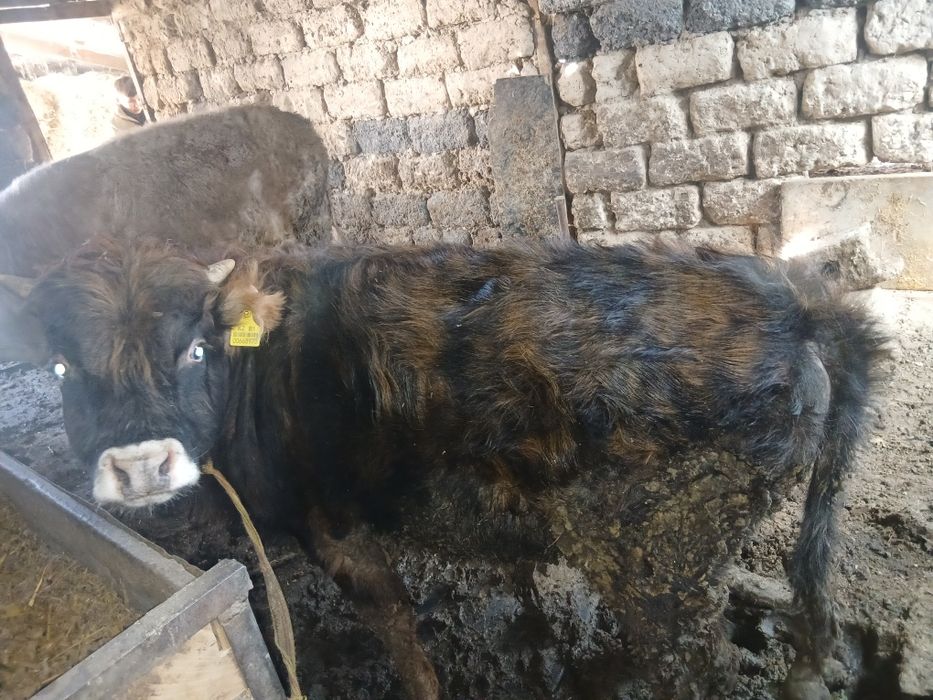 Сатылады талгарда тур