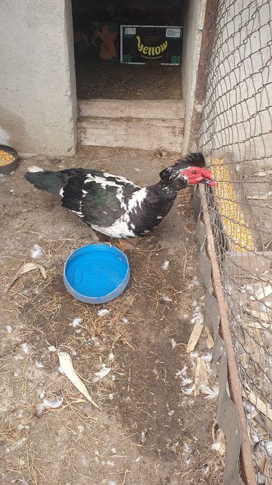 Oua de rate lesesti (mute) ptr incubatie