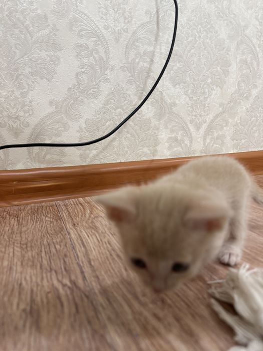 Котенок домашний