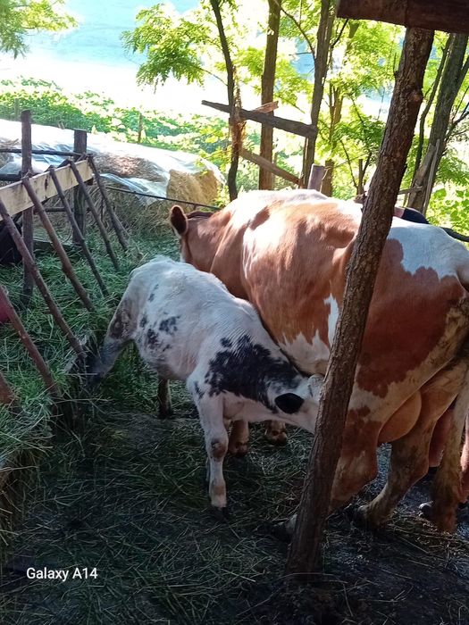 De vanzare vaca cu vitica