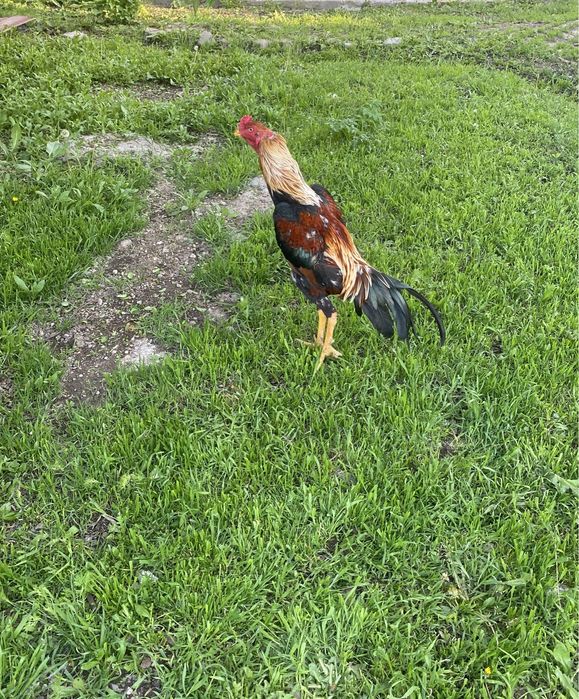 Джуджа конец лета