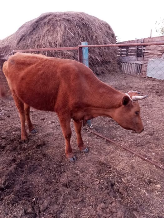 Продам КОРОВУ,трехлетку