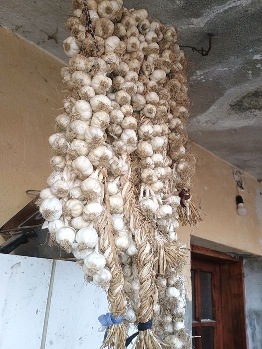 Продавам домашен чесън