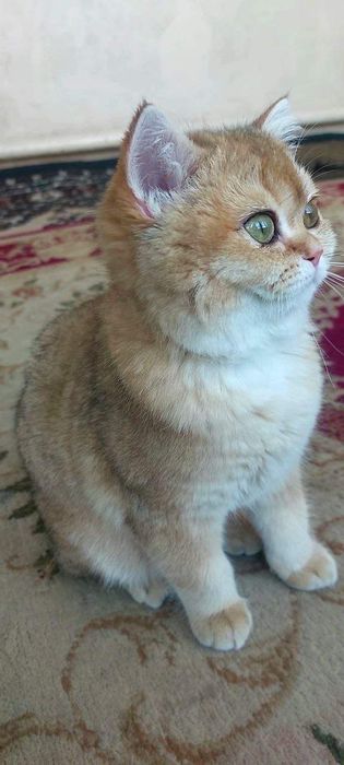 Britanskiy (okras zolotoy shinshilla) ny11