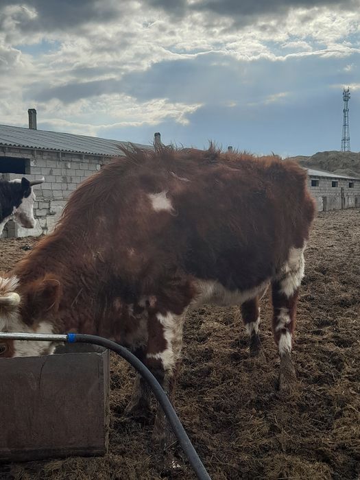 Семіз қысыр сиырлар сатылады