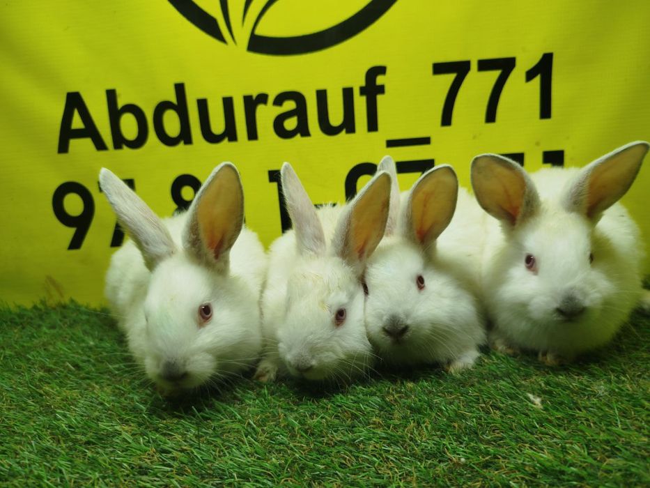 Куёнчалар сотилади