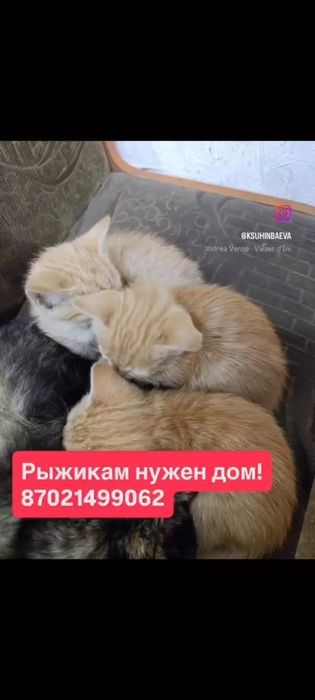 Бесплатно котята
