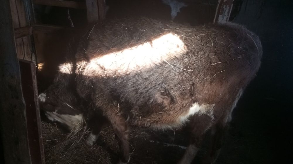 Продам.. Перво телок...