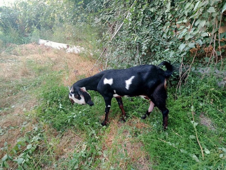 Коза Битал  300тыс