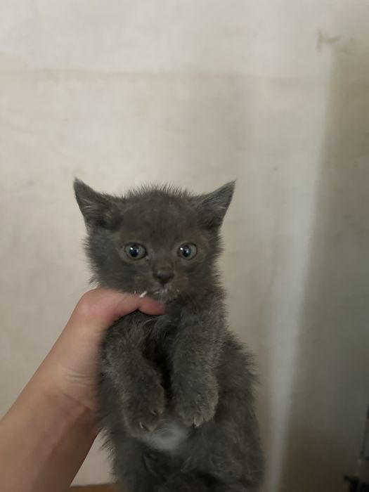 Котенки…………………..