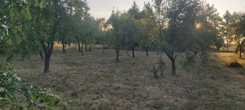 Vand teren intravilan+extravilan Cobia/Dambovita