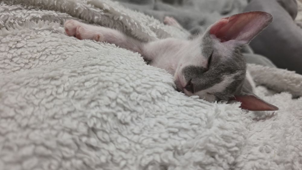 котята сфинксы браш