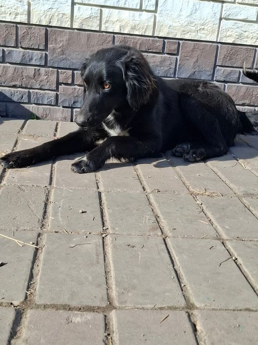 Мощный кабель (метис Тазы) в рабочие руки