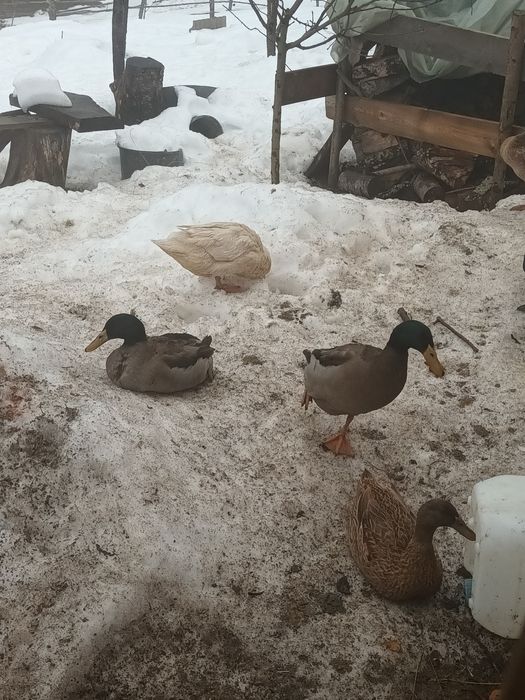 Rate alergatoare indiene