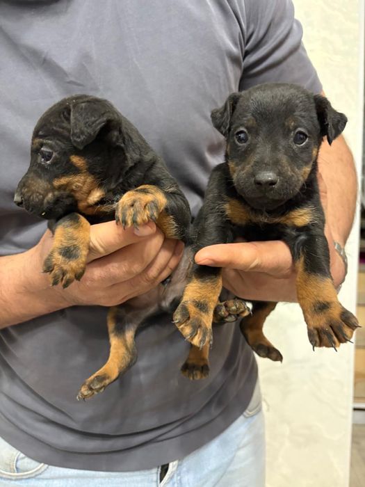 Ягдтерьер щенята