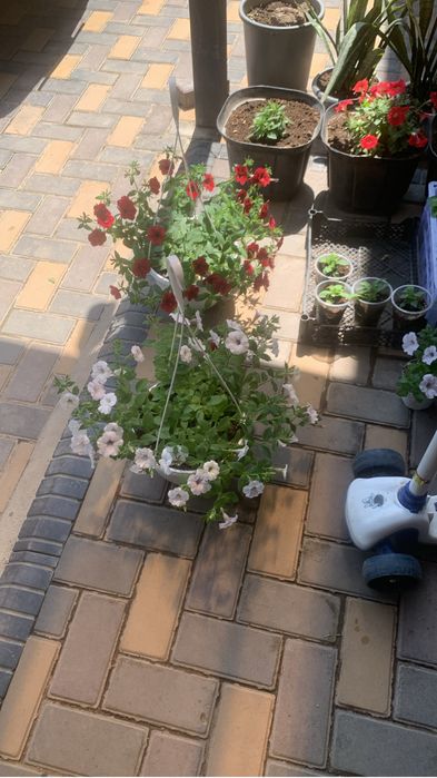 Ампельная петуния