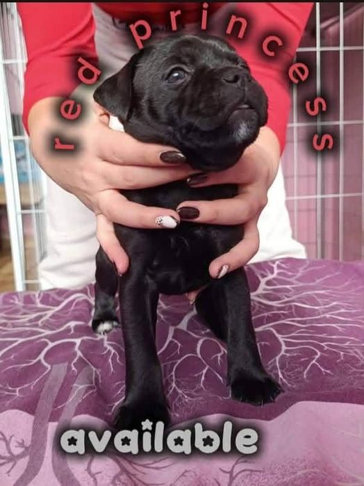 Стафордшир бул териер