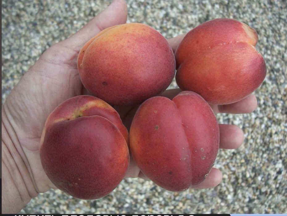 жеміс тал көшетер