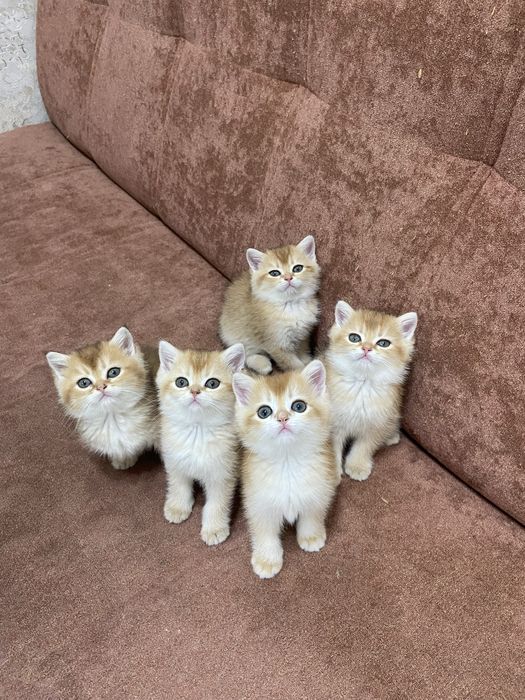 Котята шиншиллы.